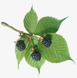 Properties of blackberry and its benefits for beauty