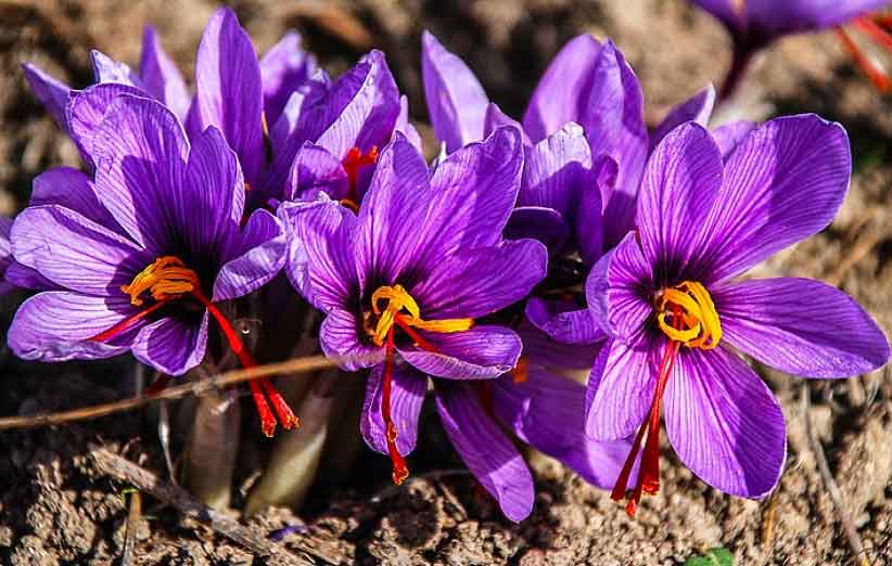 10 unique properties of saffron for skin, hair, and health