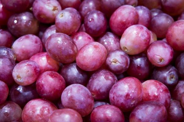 All the properties and benefits of grapes for health and beauty