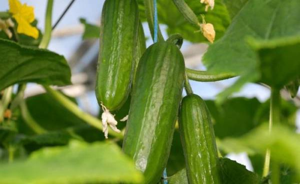 The best cucumber benefits for skin, hair, and health