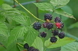 Properties of blackberry and its benefits for beauty