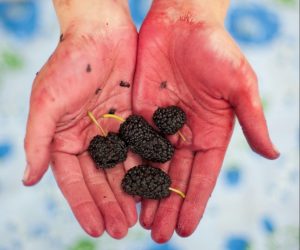 Properties of blackberry and its benefits for beauty