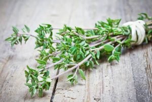 Properties and benefits of thyme for the treatment of diseases