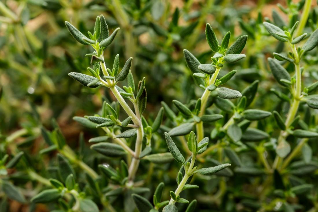 Properties and benefits of thyme for the treatment of diseases