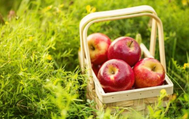 Properties of apple for health, beauty, and treatment