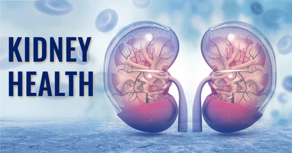 kidney