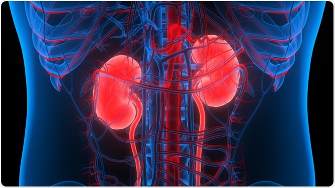 kidney 