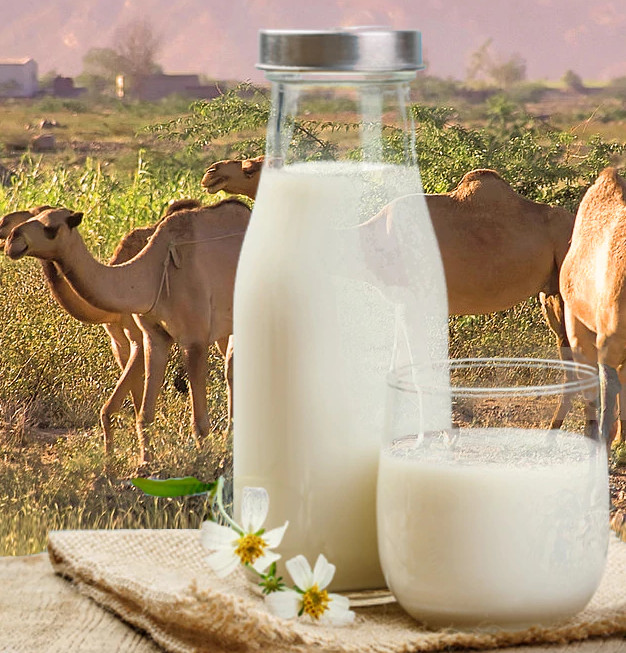 Beneficios de la leche de camella