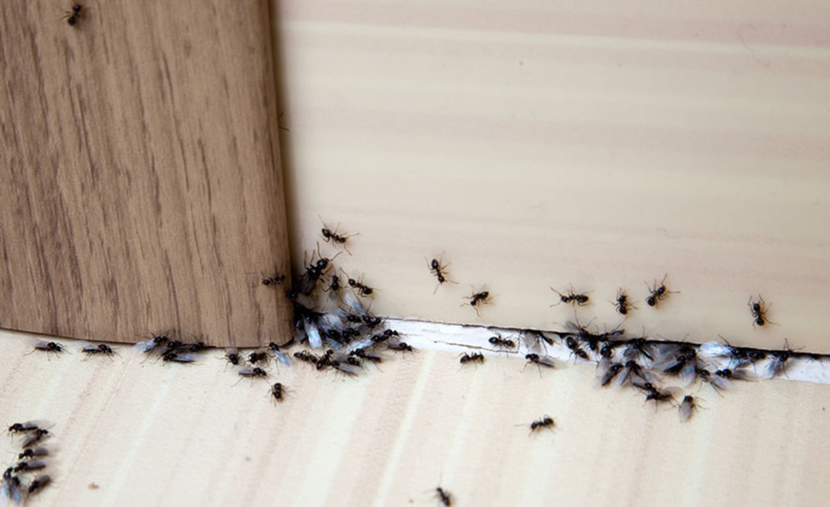 keep ants away from home