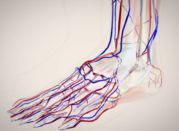 What are the symptoms of poor blood circulation in the legs?