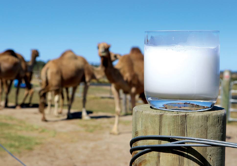 Familiarity with the amazing properties of camel milk