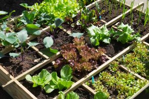 How to grow vegetables at home