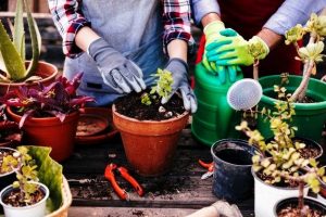 What is the main difference between potting soil and garden soil?