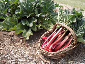 Properties of rhubarb to improve, slim, and beautify the skin