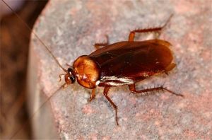 Natural and harmless ways to kill beetles + video