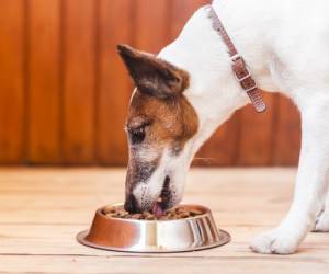 10 Foods That Can Be Harmful To Pets