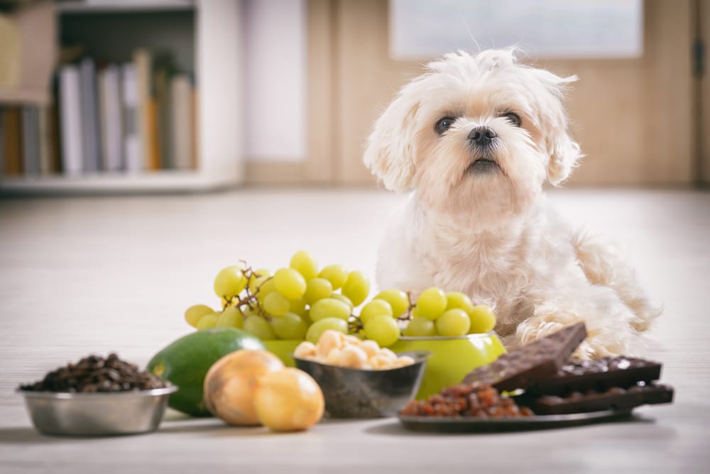 10 Foods That Can Be Harmful To Pets