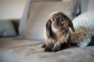 How to keep rabbits at home?