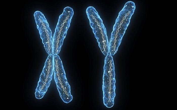 What is a chromosome?