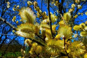 Pussy Willow medicinal uses ? + video