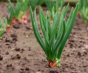 20 unique properties of Spring Onion on the skin and anemia