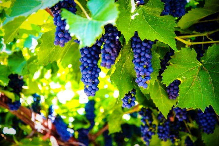 Tratamiento del hígado graso con sólo unas pocas frutas