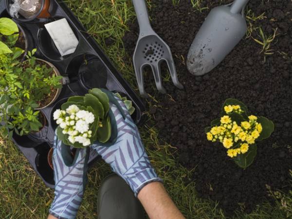 As 11 melhores ideias de jardinagem natural e barata que você encontrará