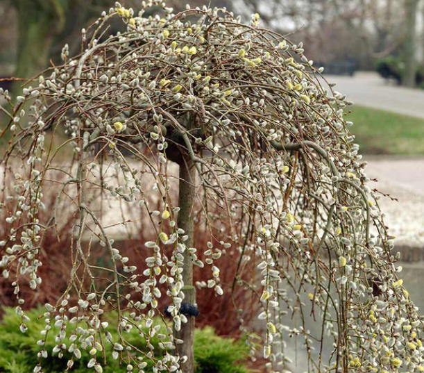 The Allure of the Pussy Willow: An Emblem of Resilience and Beauty