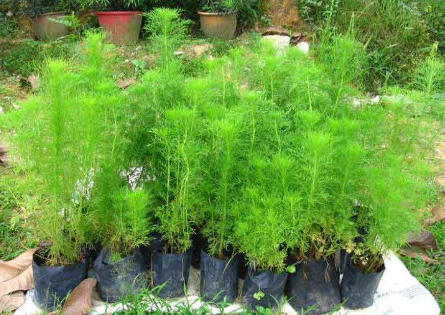 Dill has 14 properties you need to know