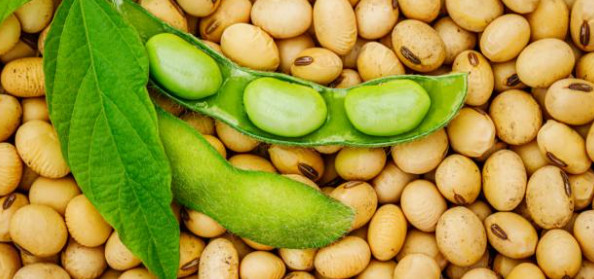 How do soybeans differ from other plants?