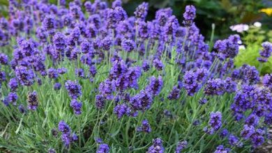 Why does lavender have so many benefits?