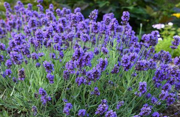 Perché la lavanda ha così tanti benefici?