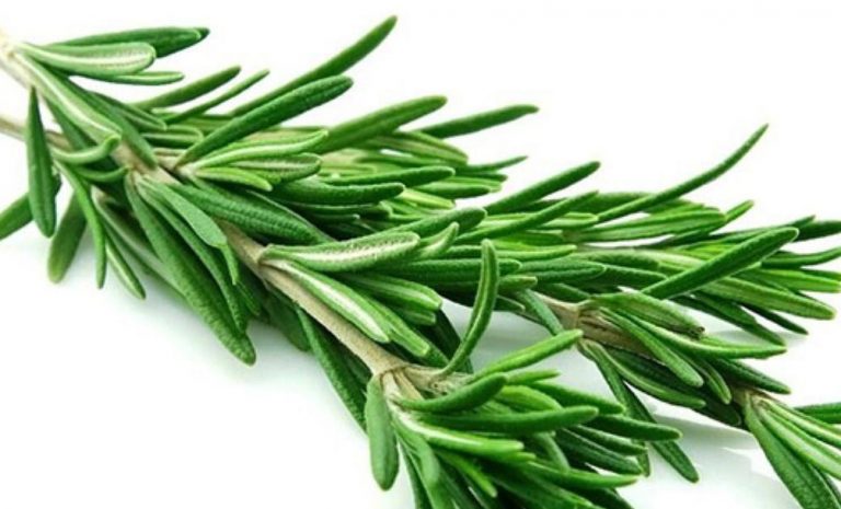 What is rosemary and what are its uses?