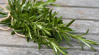 What is rosemary and what are its uses?