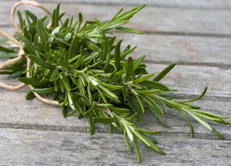 What is rosemary and what are its uses?