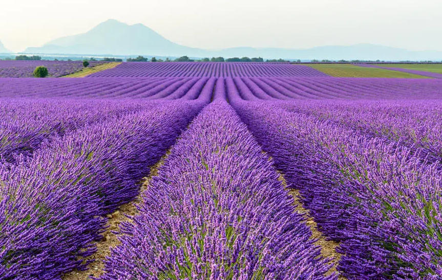 Lavendel