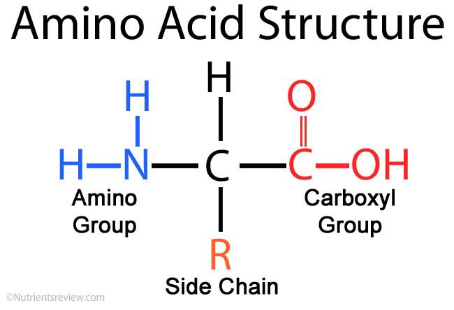 Amino acids