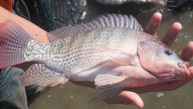 In che modo il pesce tilapia differisce dagli altri pesci?