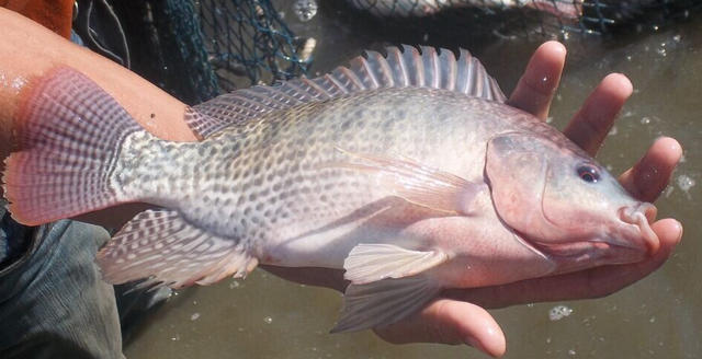 In che modo il pesce tilapia differisce dagli altri pesci?