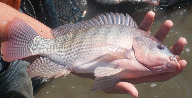 ¿En qué se diferencia el pez tilapia de otros peces?