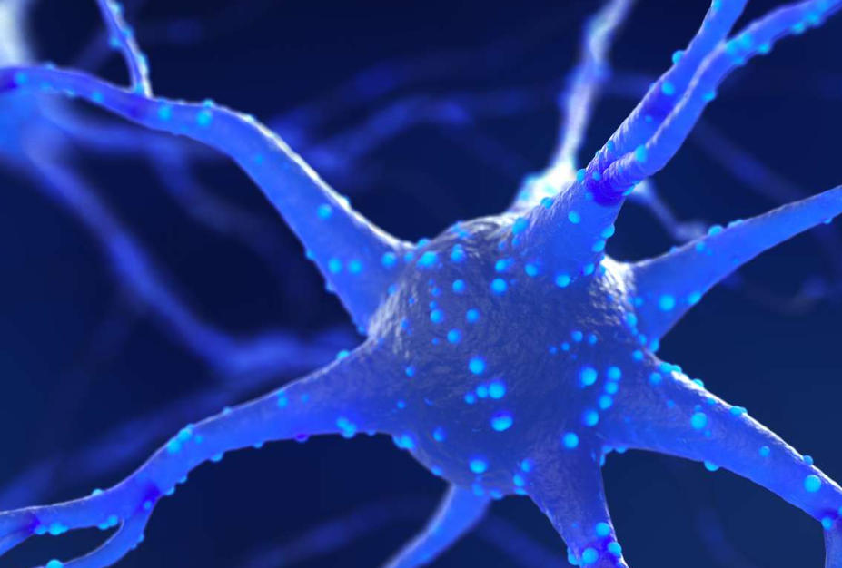 Neurones : qu'est-ce que c'est ? Ce que vous devez savoir sur les types et les tâches