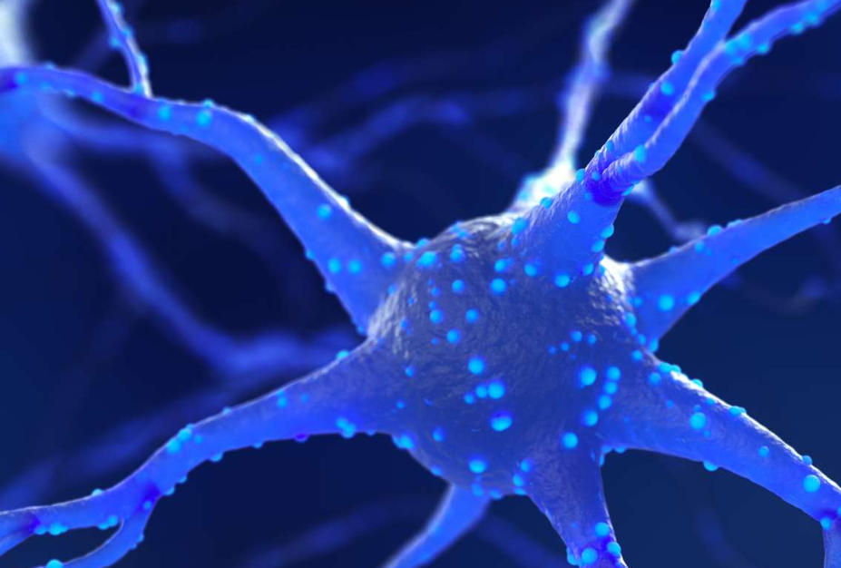 Neurons: what are they? What you need to know about types and tasks