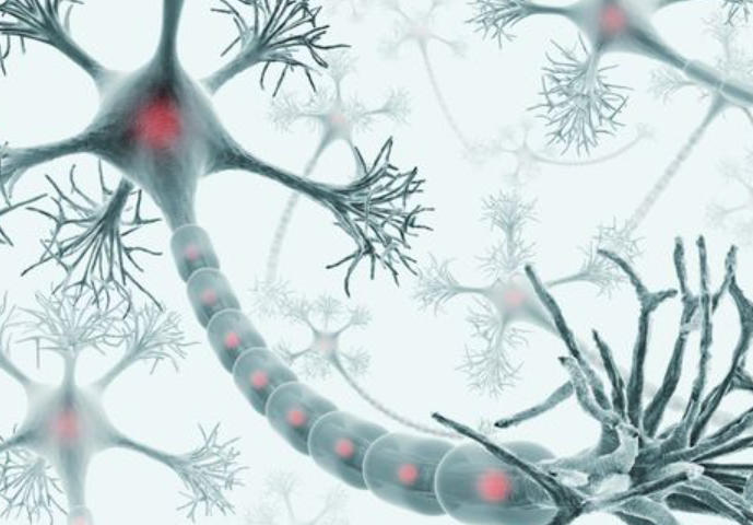 Neurons: what are they? What you need to know about types and tasks