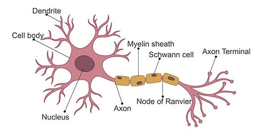 Neurones : qu'est-ce que c'est ? Ce que vous devez savoir sur les types et les tâches