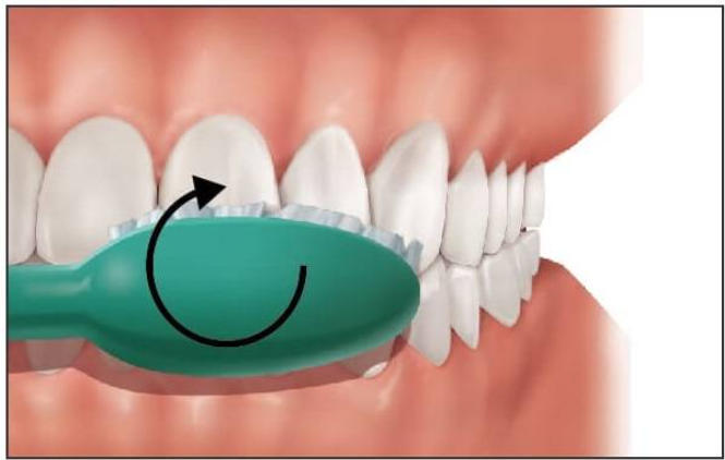 Quelle est la meilleure façon de se brosser les dents ?