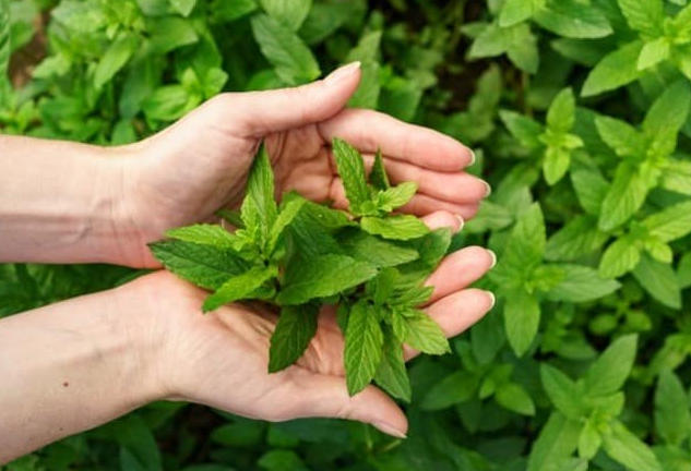 Training in planting and harvesting "oregano"