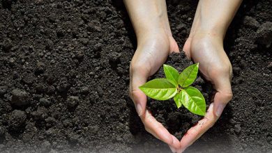 Garden soil and pot soil characteristics and differences