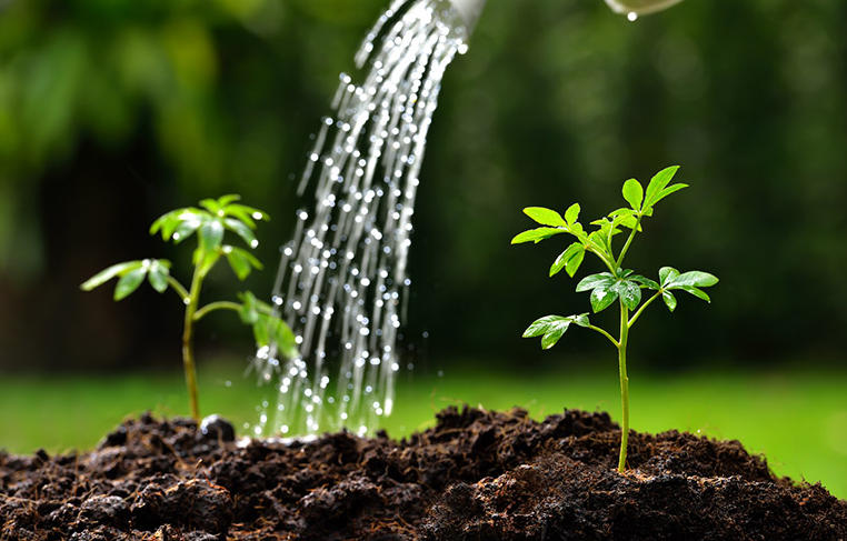 Aprenda a cuidar das plantas