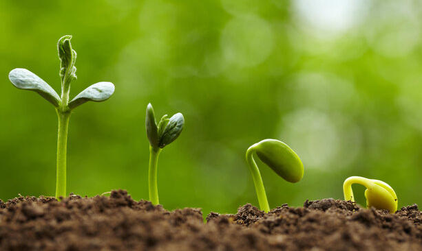 Aprende a cuidar las plantas