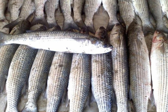 Mullet fish